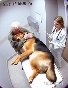 12K views · 47 reactions | Just Before Being Put to Sleep, the Dog Hugged His Owner — What Happened Next Was Unbelievable | Old Classic Cartoons | Facebook