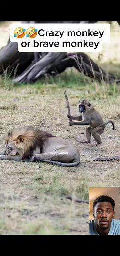 6.1K views · 25 reactions | Naughty monkey hitting lion with a stick....