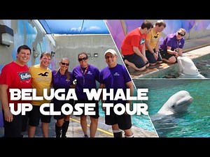 Beluga Whales Up Close Tour at SeaWorld Orlando | Walt Disney World, Universal & Orlando Vlog