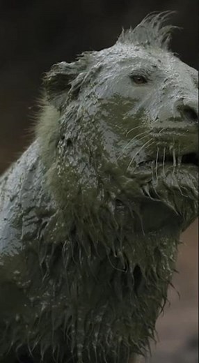 Hippo vs Lion – Mud Explosion Survival in Zimbabwe | 8K Wildlife Encounter