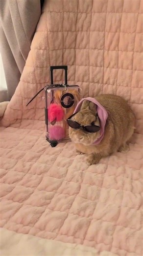 How to Film a Pet Outfit Transition with Insta360 Flow 2 Pro