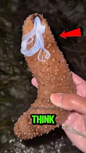Top 5 Weirdest Animal Abilities on Earth! 🌍 (You Won't Believe #2!)
