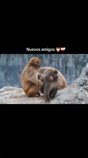 Cada día lo vemos conviviendo más con sus nuevos amigos 🐵 #punch #monkey #fyp #chango #foryou