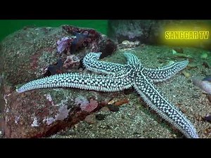 Bintang Laut - Dive into the World of Starfish: Nature's Marvels