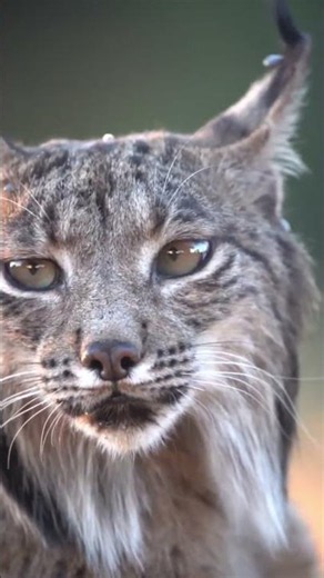 Lynx Characteristics