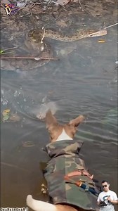 DOG VS PYTHON! A Tense Encounter in Shallow Water!
