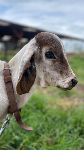 Cálmate … La práctica hace al maestro, la excelencia no es un acto de un día, sino un hábito. 🙌🏻 Lograrás lo que te propongas si eres constante, un ejemplo de esto son nuestras terneras que con la práctica se vuelven expertas tomando leche, se ve la diferencia entre la primera y la última ¿lo notas tú?🥛🥰 Y recuerda, confía en el proceso 🔝🐮🏆 #gyrleitero #motivacion #objetivo #metasclaras #sueños #gyr #ganaderia | Ganadería Manantiales