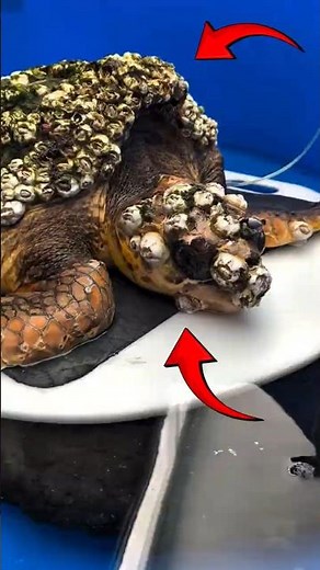 Saving a Sea Turtle Covered in Extreme Barnacles! 🐢💔 #turtle #sea #ocean #rescue #barnacles #shorts