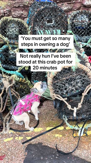 A Day in the Life with a French Bulldog in Devon