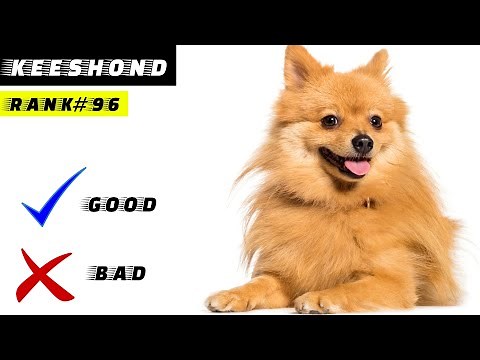 Keeshond Pros And Cons | The Good And The Bad