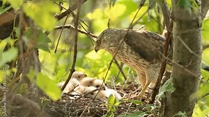 Cooper's Hawk adult female feeding young at nest, taken in southern MN
