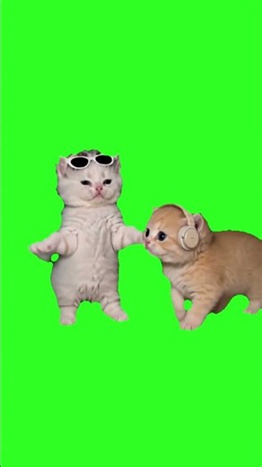 I got that feeling kittens Green Screen