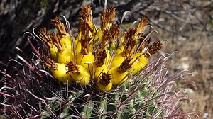 Yellow fruits with cactus seeds in Arizona barrel cactus, fishhook barrel, candy barrel, compass barrel (Ferocactus wislizeni)
