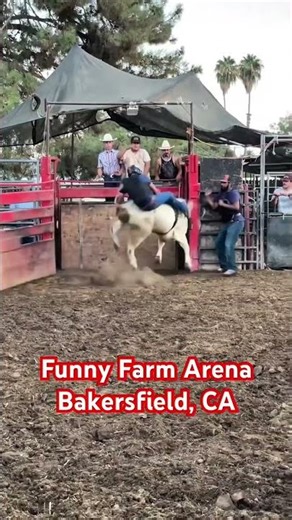 Best Cowboy Music: Rodeo vibes & Bull Taming event #cowboy #country #cowboytears #cowboyjunky #rodeo