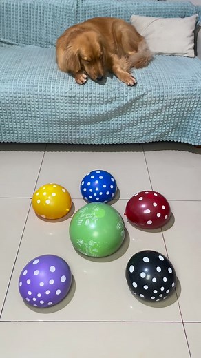 🖤💜💙❤️💚 beautiful colorful ASMR balloon 🎈 pop | Calm & cozy