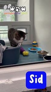 2K views · 161 reactions | 懶癩Sid 癩懶 Hello my name is Sid and I’m...