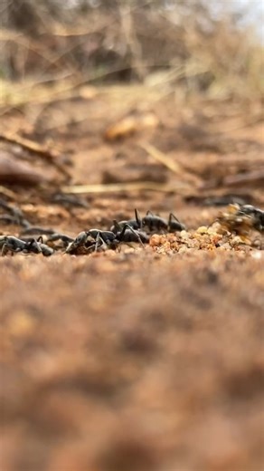 🐜 A column of Matabele Ants is on the move back to their nest after raiding a termite colony. They are formidable predators of termites (which is their only source of food), attacking colonies in highly coordinated raids and even rescuing wounded ants after the raids. 🐜 📸: @callumevans_photography #selatigamereserve #southafrica #outinthebush #offthebeatentrack #volunteerafrica #insect | Selati Game Reserve Research