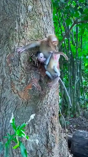 1.9M views · 4.1K reactions | Omg Monkey Baby Drop off Tree   #animalslovergyan Animalslovergyan | Animalslovergyan | Facebook