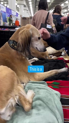 Discover the Royal Dogs of Egypt