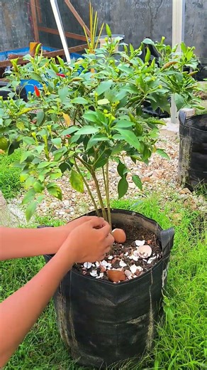 How to fertilize plants with egg shells #fertilizer #garden #agriculture