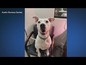 Meet Aspen, the 4-year-old Austin dog taught sign language