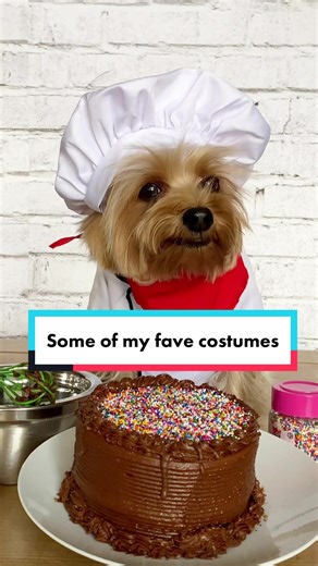 Best Halloween Dog Costumes: Which One Stands Out?