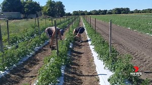 3.6K views · 6 comments | The Federal Government has defended its new agricultural visa, set up to support regional farmers dealing with labour shortages. The Australian Workers Union claims it could lead to exploitation of overseas workers, as a cheaper alternative to the Pacific Labour Scheme. 7NEWS at 6pm. More local news: 7news.com.au/news/qld #7NEWS | 7NEWS Toowoomba | Facebook