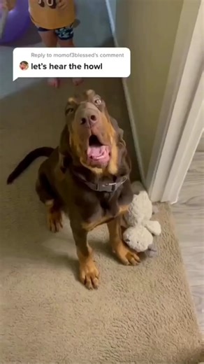 Bloodhound on Instagram: "🔎 Discover the enchanting bloodhound howl in this video! Don't miss out - turn on notifications or follow for more. 🐾 🔗 Tap the link in bio to see the featured product. Interested in content removal? Feel free to inbox us. 💬 #bloodhound #dogsofinstagram #puppylove #hound #petlovers #animallovers #furryfriends #adorableanimals #petsofinstagram #dogvideos #petcommunity"