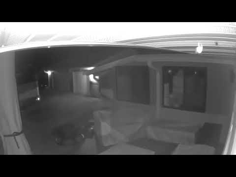 Creature outside the window !! #alien