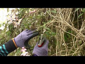Pruning Clematis