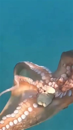 334K views · 1.9K reactions | Octopus spotted  octopus  #octopus #spearfishing #fishing #naturephotography #contentmonitezation #fbreelsfypシ゚viralfbreelsfypシ゚viral #photography #fbreels2025ツ #fbyシvideo | Fish Hunter Vlog | Facebook