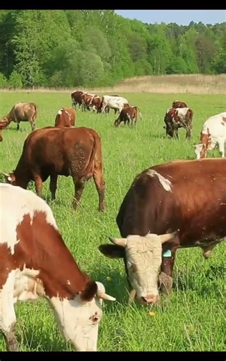 Sleep is not just rest for the brain but a biochemical reset that keeps cellular damage in check.