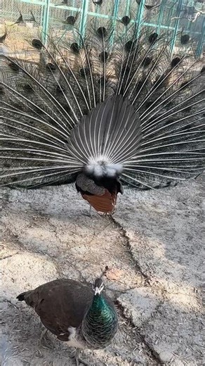 Bride of jungle - Beautiful Peacock in Tashkent #shorts #peacock #peacockdance #birdwatching
