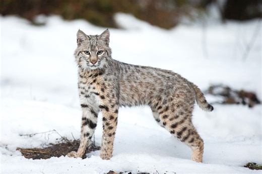 Bobcat sees empty box and morphs into purring house cat (video)