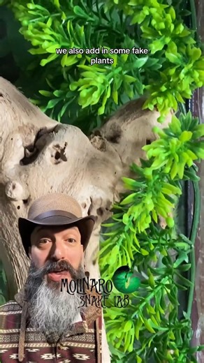 Our gecko's bioactive Setup! | The Molinaro Snake Lab