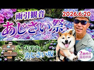 【2026最新】雨引観音は見頃ピーク！太平山あじさい坂の今の状況は…2026.6.20