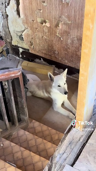 on poursuit les travaux aujourd’hui, en créant la plate-forme pour le sol du 2 ème étage. et toi t’en es où dans tes travaux? 🚧 #travaux #satisfyingvideos #avantapres #pov #renovation