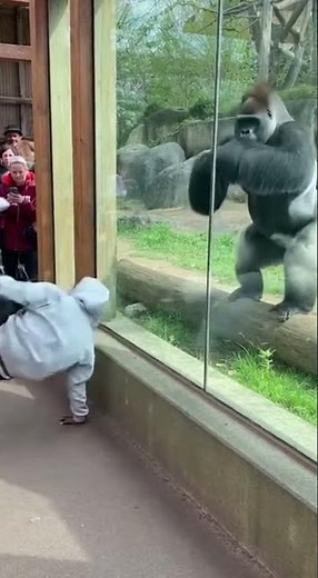 ゴリラとのダンスバトル！異種交流の瞬間 #ゴリラ #動物園 #ダンス #面白い