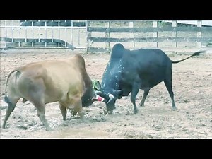 Cow Fighting Video. #Cow_Fighting #2025viralvideo #cowvideos