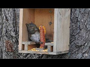 Funny Squirrel Videos Try Not To Laugh Compilation