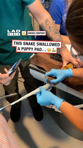 This snake had a puppy pad removed from its stomach 🐍😨 | LADbible