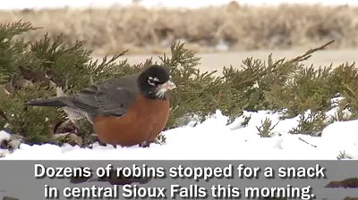 13K views · 430 reactions | Our chief Photographer KELO Kevin...