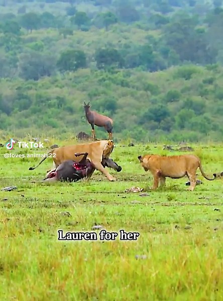 Incredible Lion Feeding Habits Revealed: The Circle of Life in the Wildlife!