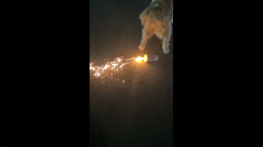 Curious golden retriever grabs lit firecracker in Jiangsu, China
