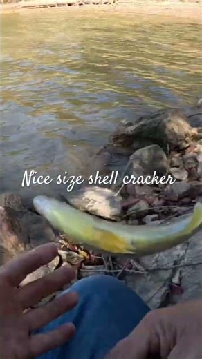Shell cracker #shell cracker #bream #fishing #freshwaterfish #fishspecies #bassfishing #lake #fish￼￼