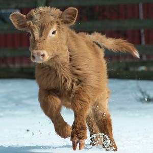 Farm Sanctuary wants to end farm animal abuse for good. Come join the herd! | Farm Sanctuary