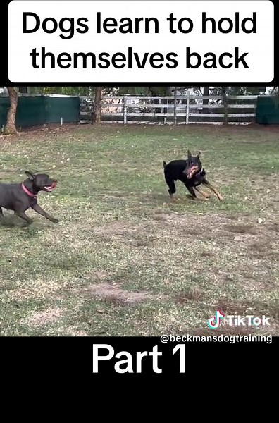 Beckman Dog Training on TikTok