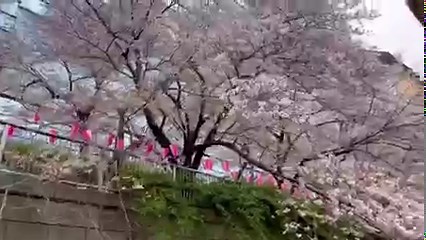 1.9K views · 89 reactions | Cherry blossoms is the symbol of spring in Japan. Loving the beautiful flower in full bloom from river boat is one of the most quaint way to feel spring. Hope you also have the feel of Japanese spring. | JICA - Japan International Cooperation Agency | Facebook