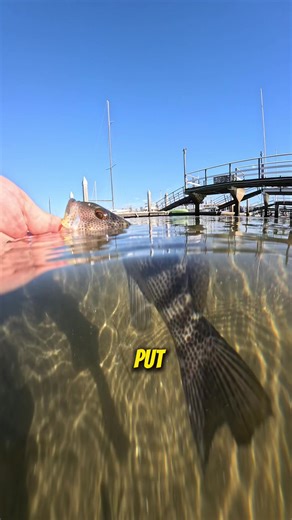 The Perfect Minnow Imitation for Bass Fishing