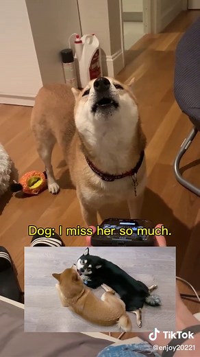 What sad past can a dog have. #animals #pets #cute #dog #반려동물 #강아지